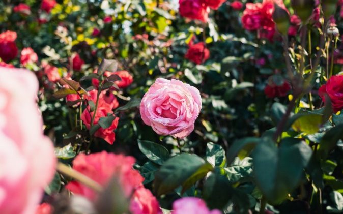 Flower Lovers Belong to the Good Side